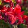 Leuchtend rote Blüte des Rhododendron Royal Command. Strauch für Garten und Beet.