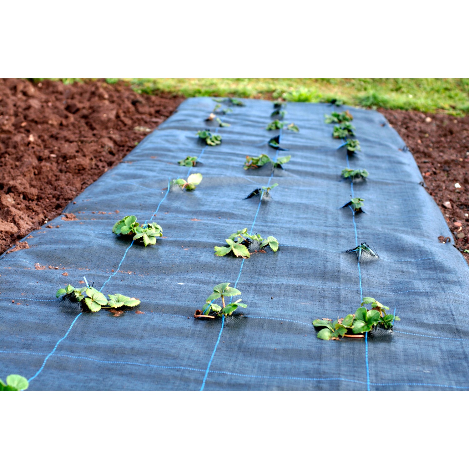 Schwarze Aquagart Unkrautfolie (128m²) mit Pflanzreihen im Garten.