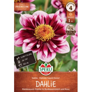 Sperli Dahlie Liquid Desire Blumenzwiebel mit purpurroten und rosa Blütenblättern.