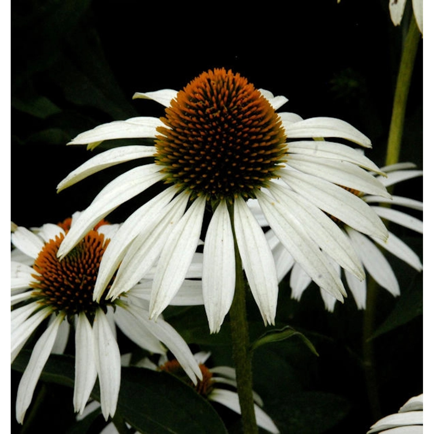 weißer Sonnenhut - Echinacea purpurea günstig online kaufen