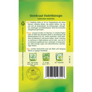 Samentüte Quedlinburger Steinkraut 'Violettkönigin', einjährige, violette Polsterblume für Steingärten.