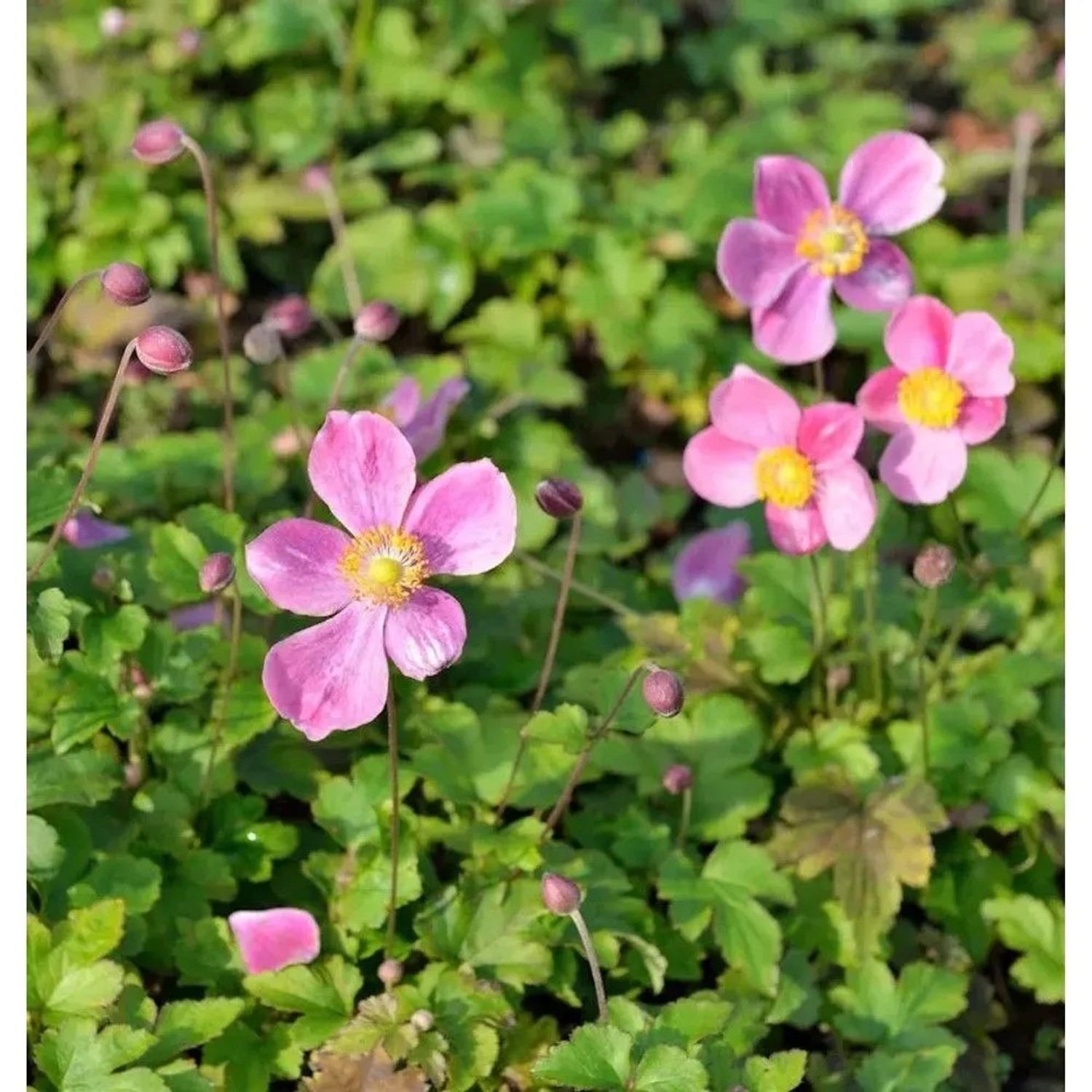 Japanische Herbstanemone Hadspen Abundance - Anemone hupehensis