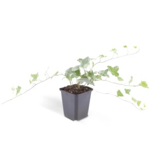 Bodendecker Efeu 'Glacier' im 9cm Topf, grüne Blätter mit silberweißen Adern.