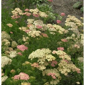 Nahaufnahme der Schafgarbe 'Lachsschönheit' (Achillea millefolium) mit lachsfarbenen Blüten.