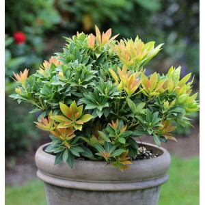 Schattenglöckchen 'Sarabande' im Topf, Pieris japonica, immergrüner Strauch mit bunten Blättern.