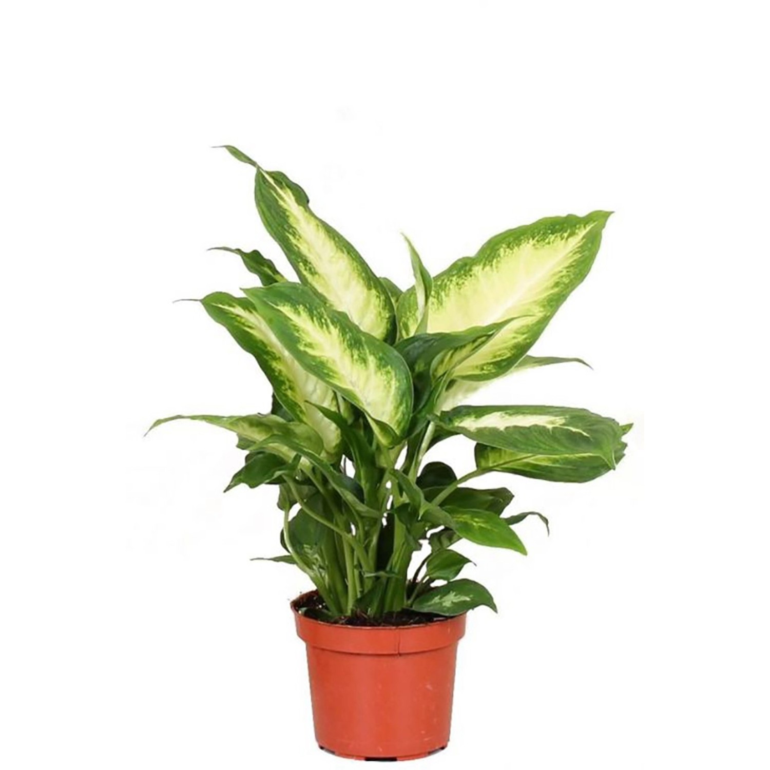 GROW Dieffenbachie Camilla Höhe ca. 35cm Topf-Ø 12 cm Dieffenbachia maculat günstig online kaufen