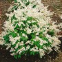 Buschige, blühende Japanische Lavendelheide 'White Pearl' mit weißen Blüten und grünen Blättern.