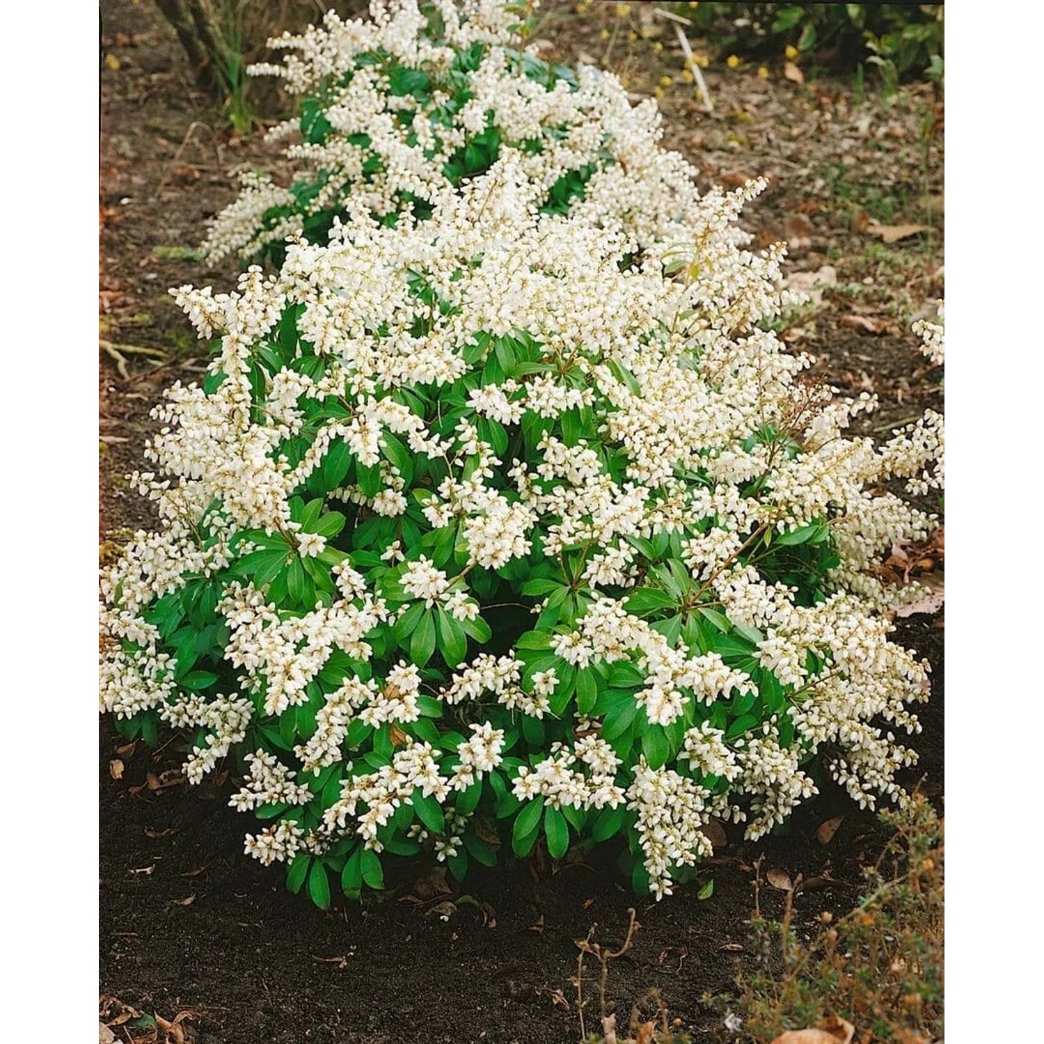 Buschige, blühende Japanische Lavendelheide 'White Pearl' mit weißen Blüten und grünen Blättern.