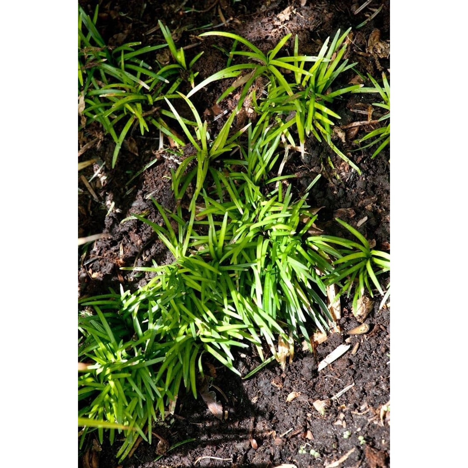 Ophiopogon Japonicus Minor Schlangenbart Ca. 9x9 cm Topf günstig online kaufen