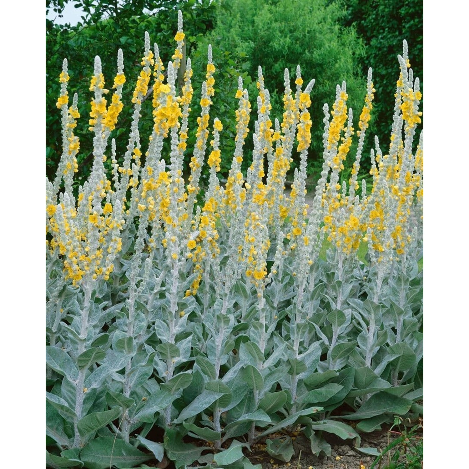 Verbascum Bombyciferum Polarsommer Wollkraut Ca. 9x9 cm Topf günstig online kaufen
