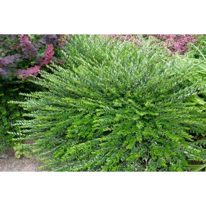 Immergrüne Kriech-Heckenkirsche Lonicera Pileata, buschiger Bodendecker für Garten und Beet.