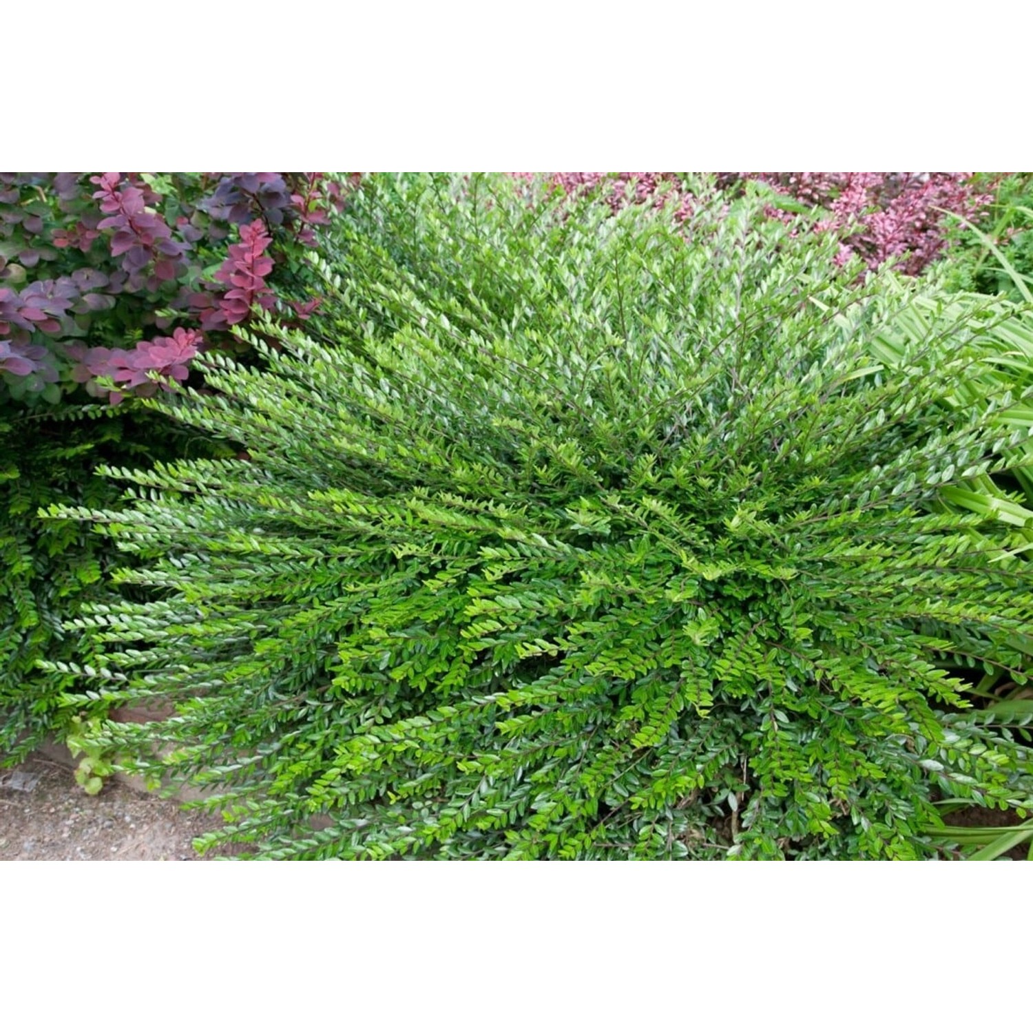 Lonicera Pileata Kriech-Heckenkirsche Immergrün 20–30 cm günstig online kaufen