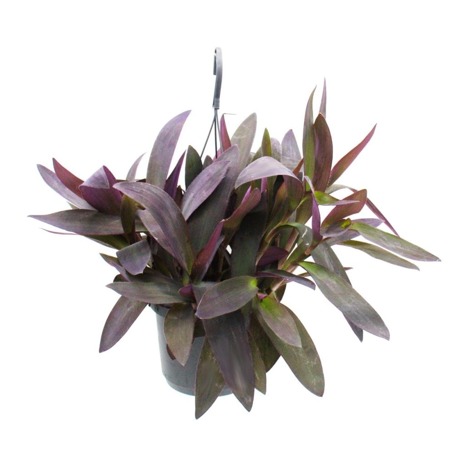 Exotenherz Zimmerpflanze zum Hängen Tradescantia Pallida Purple Heart Rotbl günstig online kaufen