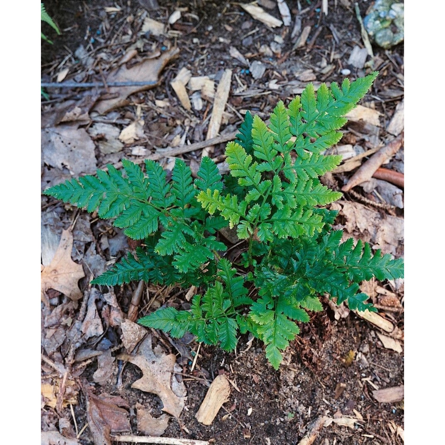 Dryopteris Dilatata Breitblättriger Wurmfarn Ca. 9x9 cm Topf günstig online kaufen