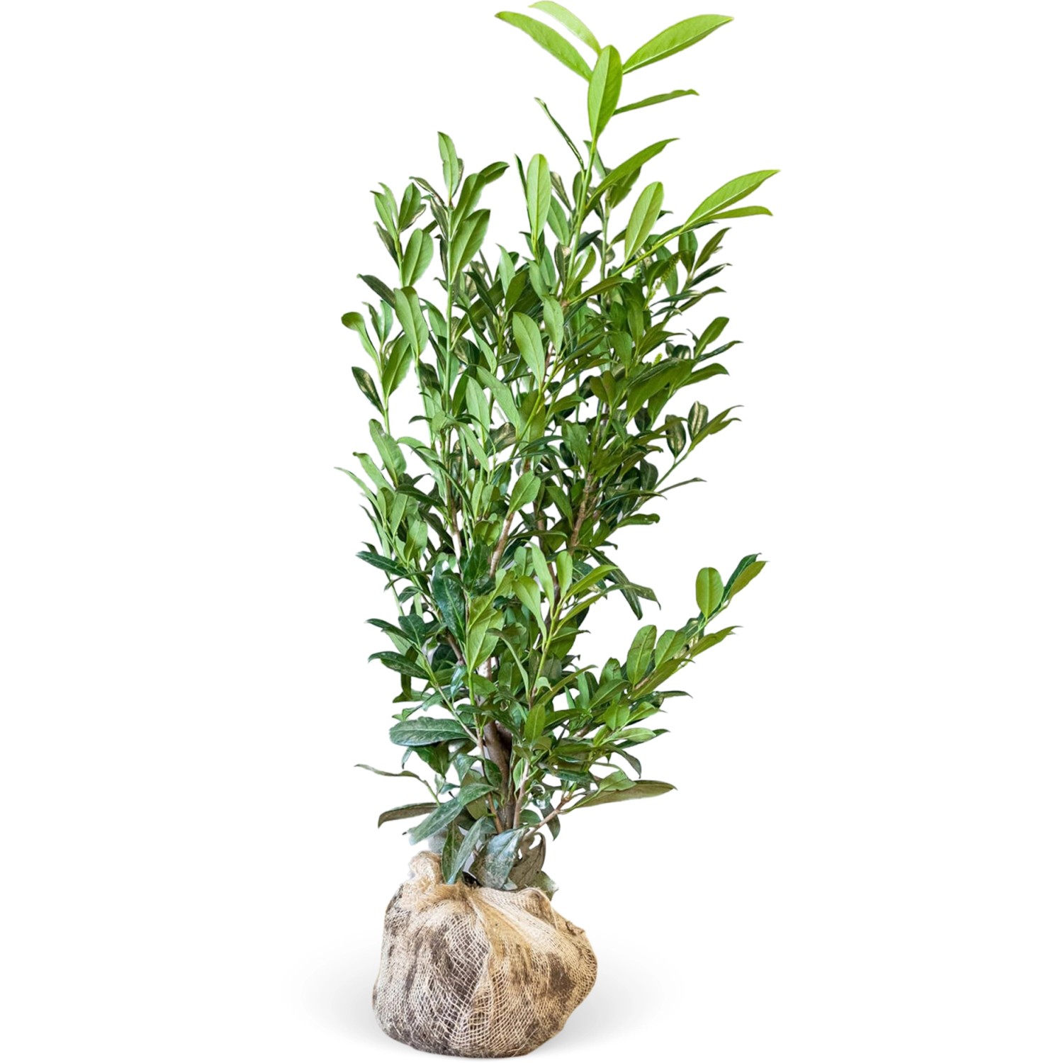 Kirschlorbeer Caucasica Set à 20 Stück Höhe ca. 100-125 cm Prunus,aurocerasus