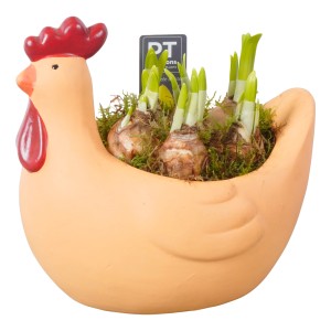 Osterglocken-Arrangement im Huhn-Gefäß, Topf-Ø ca. 21 cm, bepflanzte Schale für den Außenbereich.