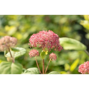 Rosa Schneeballhortensie 'Pink Annabelle', buschige Blühpflanze für Garten und Kübel.