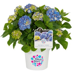 Blühende, blaue Bauernhortensie Diva Fiore im Topf, ca. 30-40 cm hoch.