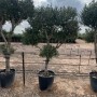 Olivenbaum Olea Europaea Pompon, 220 cm hoch, mit kugelförmigen Blattwolken im Topf. Winterharter Hausbaum.