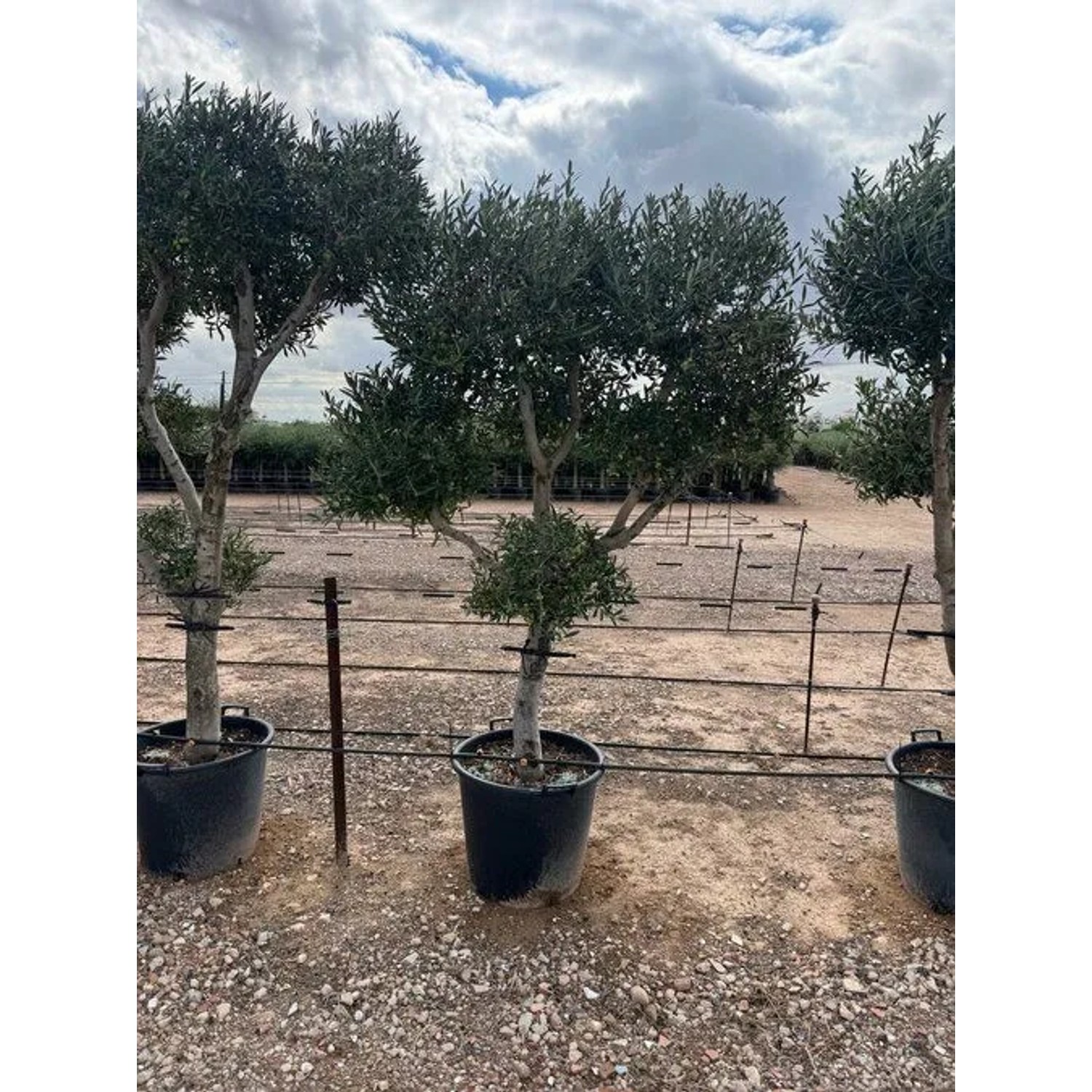 Olivenbaum Olea Europaea Pompon, 220 cm hoch, mit kugelförmigen Blattwolken im Topf. Winterharter Hausbaum.