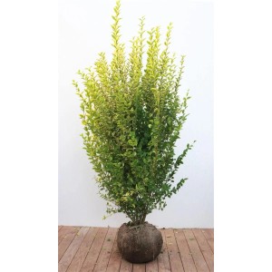 Goldliguster 'Aureum', 150-175 cm, für Hecken und Gärten.