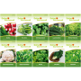 Deine Gartenwelt Wintergemüse Samen-Set mit 10 Sorten: Radieschen, Pak Choi, Spinat u.v.m.