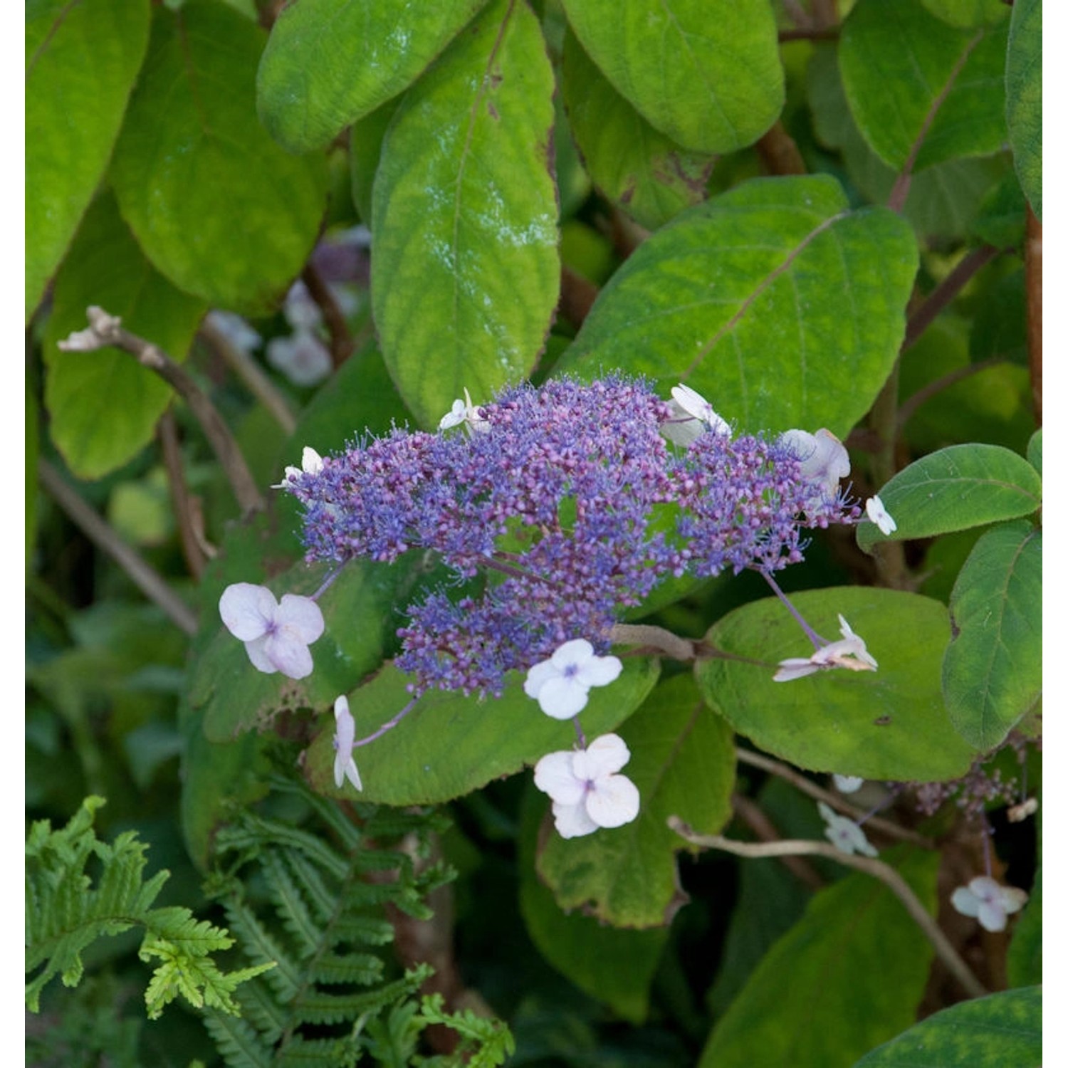 Japanische Zwerg Hortensie 40-60cm - Hydrangea involucrata günstig online kaufen