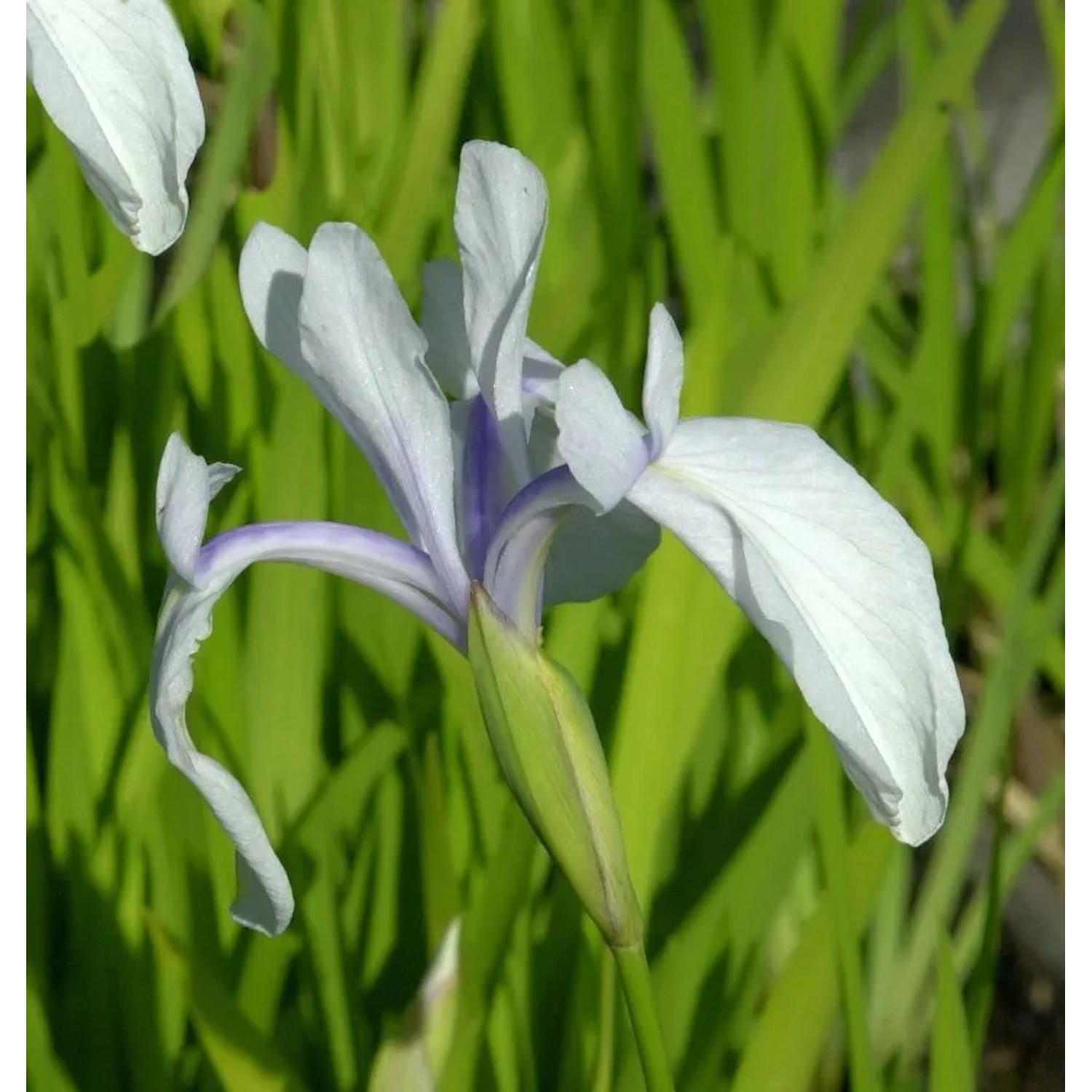 Asiatische Sumpf Schwertlilie Snow Drift - Iris,aevigata