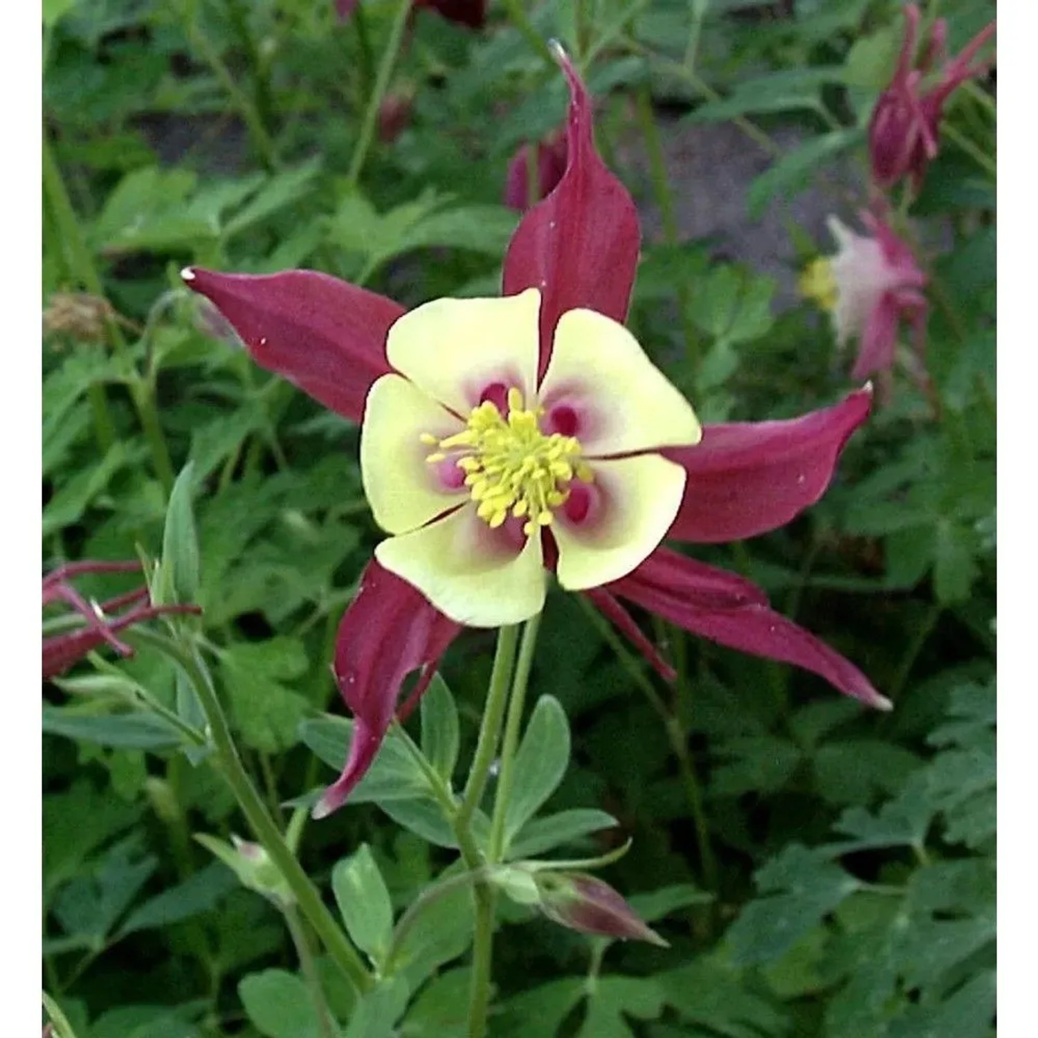 Nahaufnahme einer Akelei Koralle (Aquilegia caerulea) mit gelb-roten Blütenblättern.