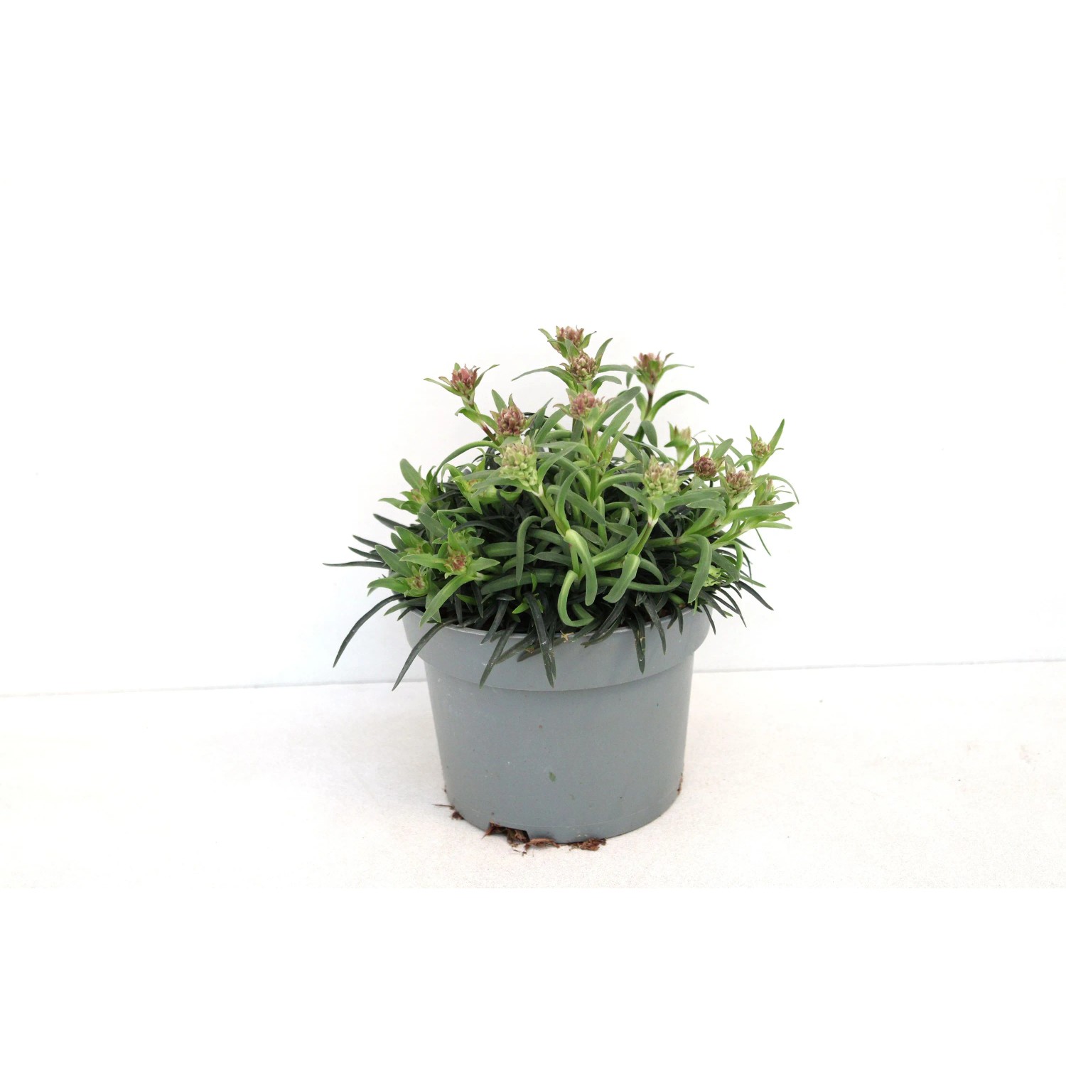 GROW BY OBI Lichtnelke Lychnis alp.