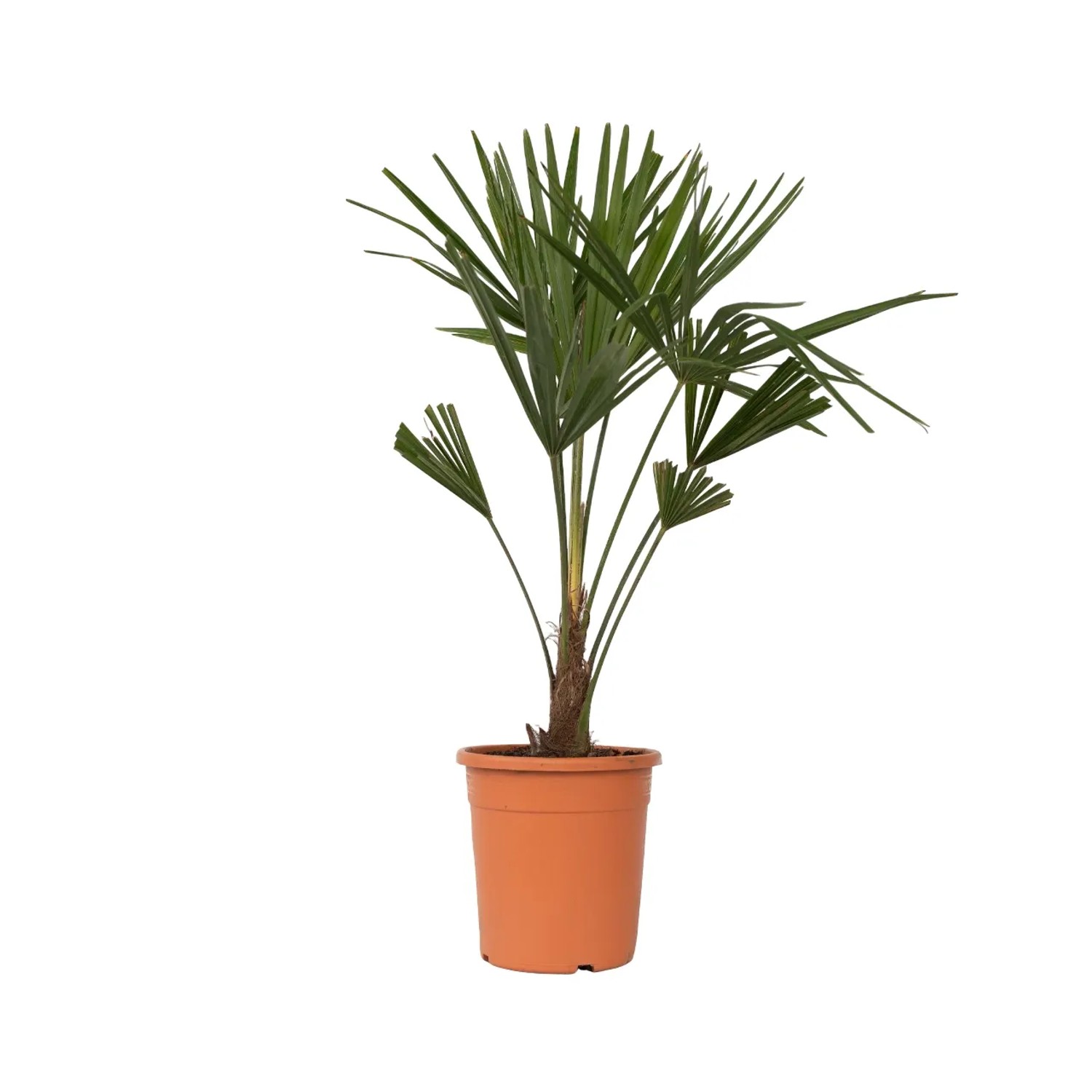 Plant In A Box Chinesische Hanfpalme Trachycarpus Fortunei Höhe 65cm Ø21 Grün