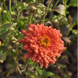 Nahaufnahme einer orangefarbenen Winteraster Raubritter (Chrysanthemum hortorum) im Garten.