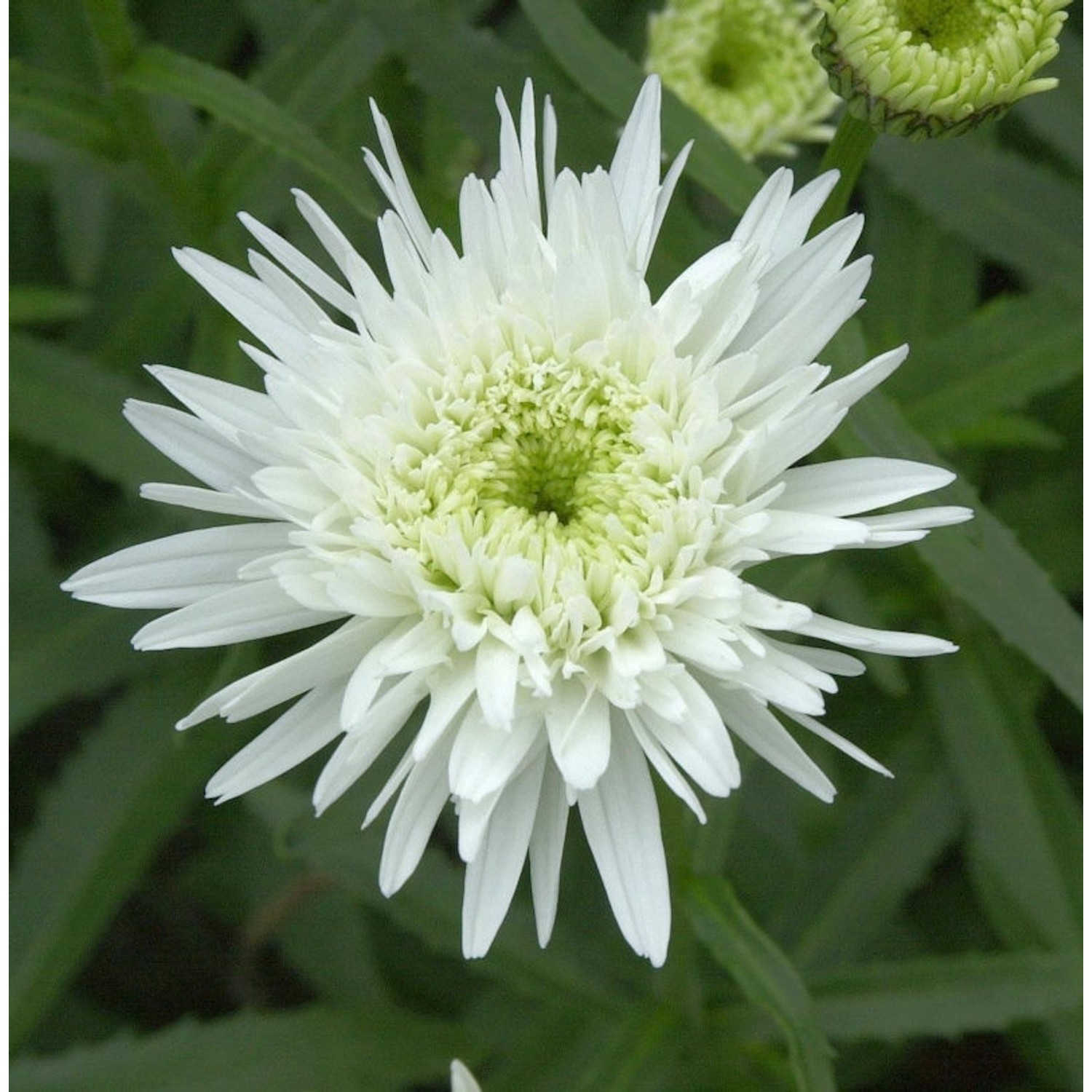 Gartenmargerite Eisstern - Leucanthemum superbum günstig online kaufen