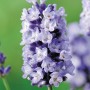 Nahaufnahme des blühenden GROW by OBI Lavendel Felice im Topf.