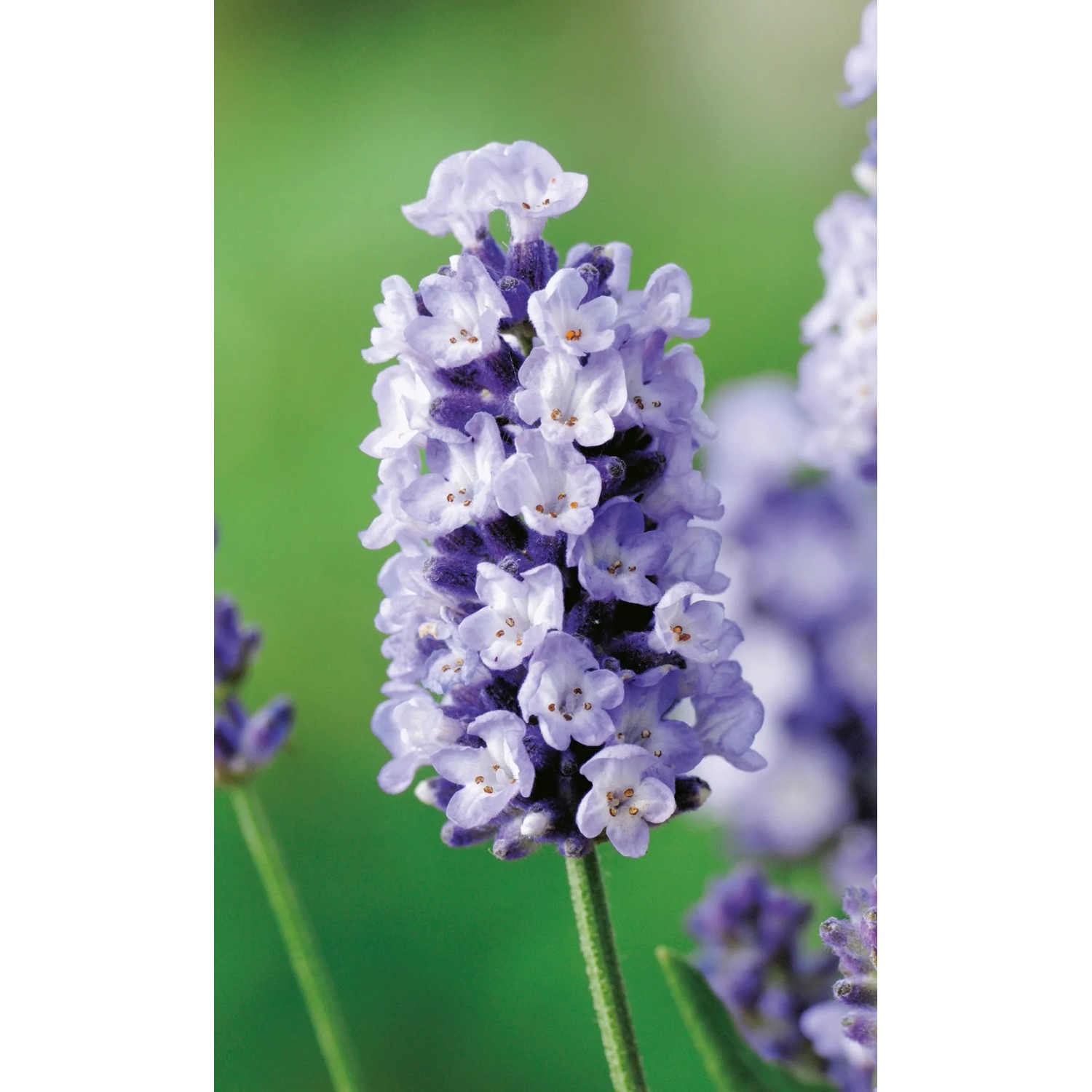 Nahaufnahme des blühenden GROW by OBI Lavendel Felice im Topf.
