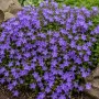 Blühende Campanula im Themenset Landhaus & Bauerngarten, Topf ca. 9 cm.