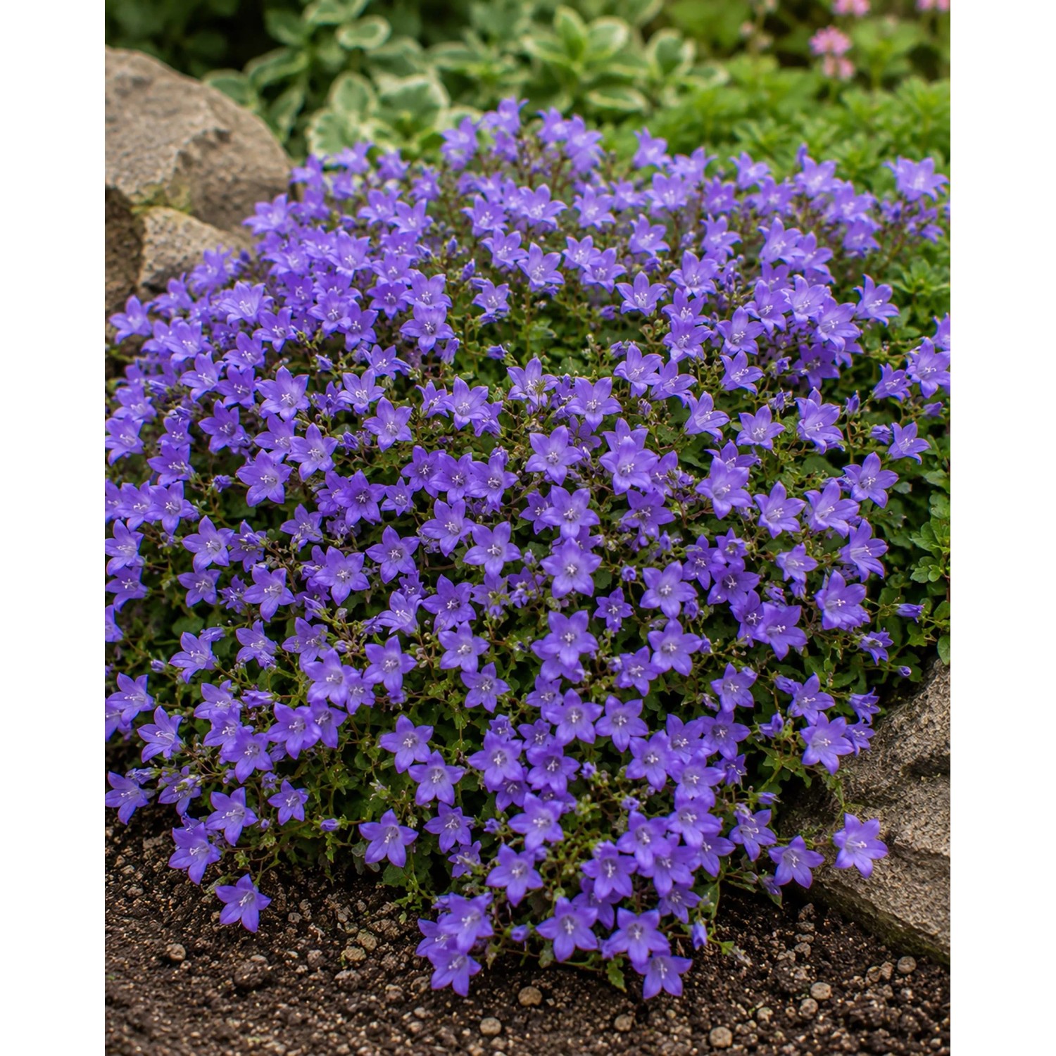 Blühende Campanula im Themenset Landhaus & Bauerngarten, Topf ca. 9 cm.