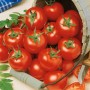 Kiepenkerl Tomaten Campos im Eimer, rote, mittelgroße Früchte, ideal für Salate.