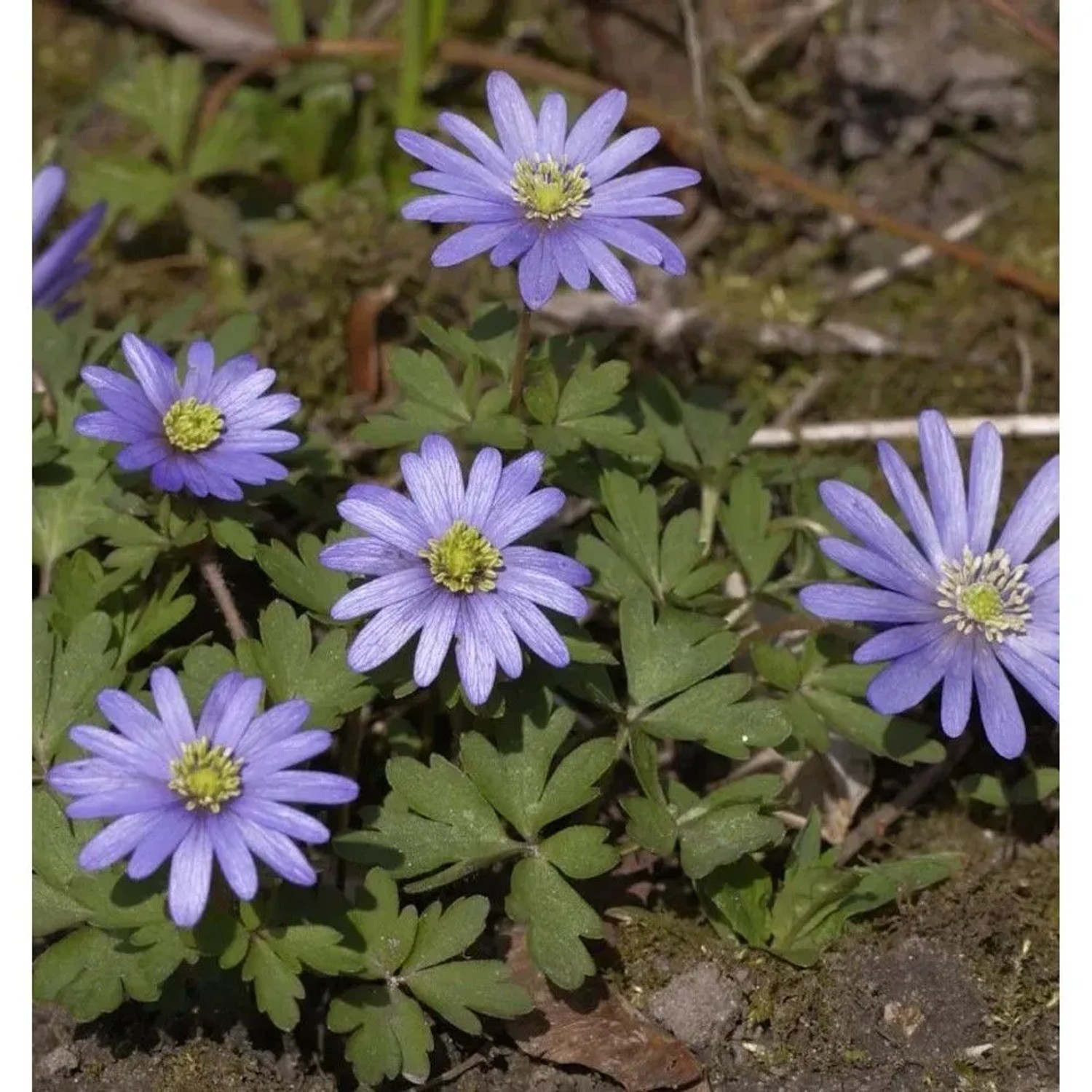 Balkanwindröschen Blue Shades - Anemone blanda
