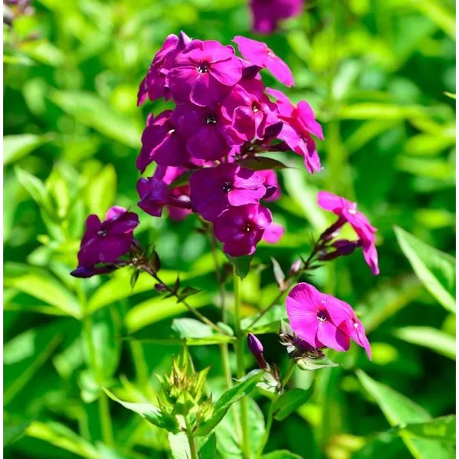 Hohe Flammenblume The King - Phlox Paniculata günstig online kaufen