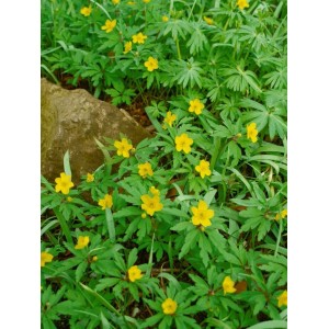 Gelbes Windröschen (Anemone Ranunculoides) im 9x9 cm Topf, blühende Staude mit grünen Blättern.