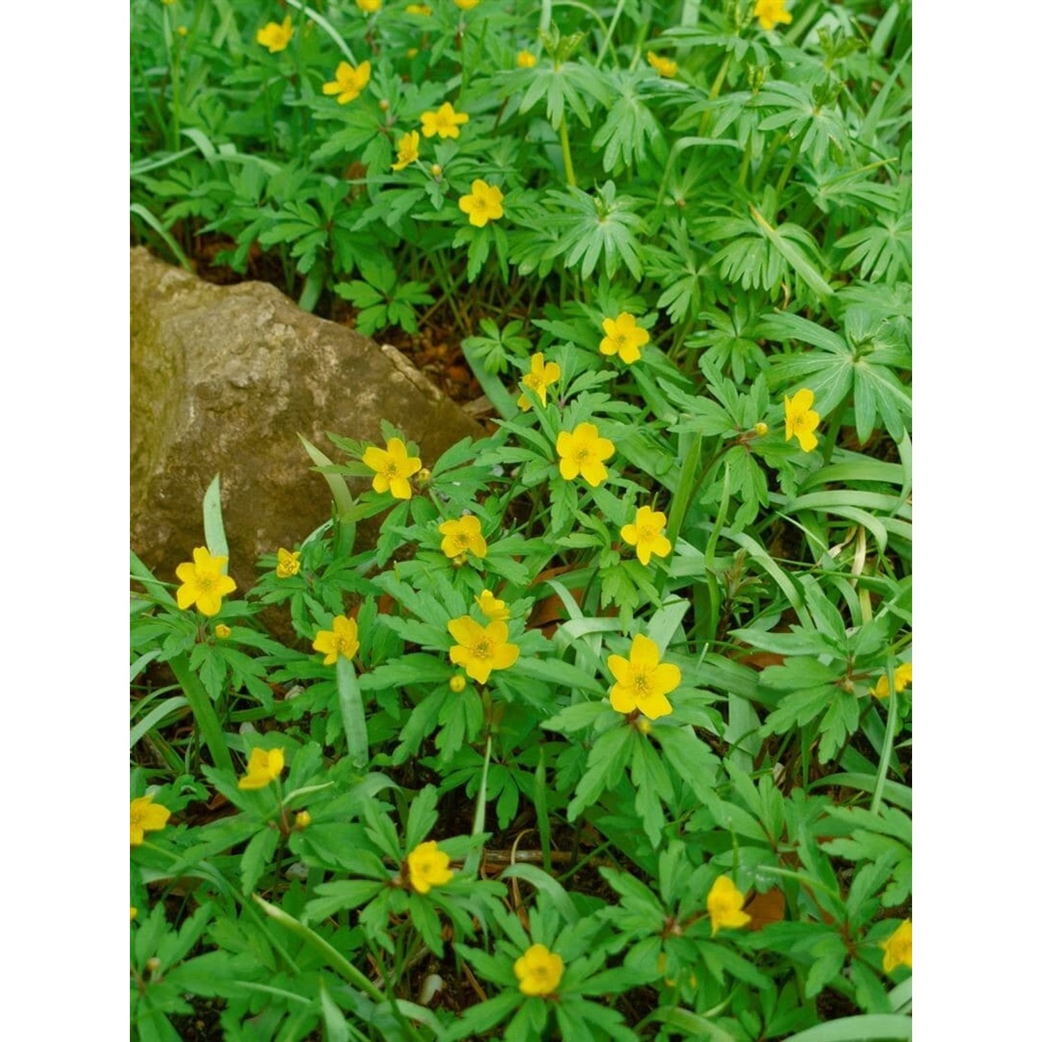 Anemone Ranunculoides Gelbes Windröschen Ca. 9x9 cm Topf günstig online kaufen