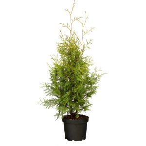 Lebensbaum "Brabant" Set à 20 Stück Höhe ca. 100-120 cm Thuja occidentalis
