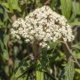 Immergrüner Schneeball Viburnum Rhytidophyllum (150–175 cm) mit weißen Blüten.