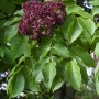 Bienenbaum Tetradium Daniellii (80–100 cm) mit purpurfarbenen Blütenständen und grünen Blättern.