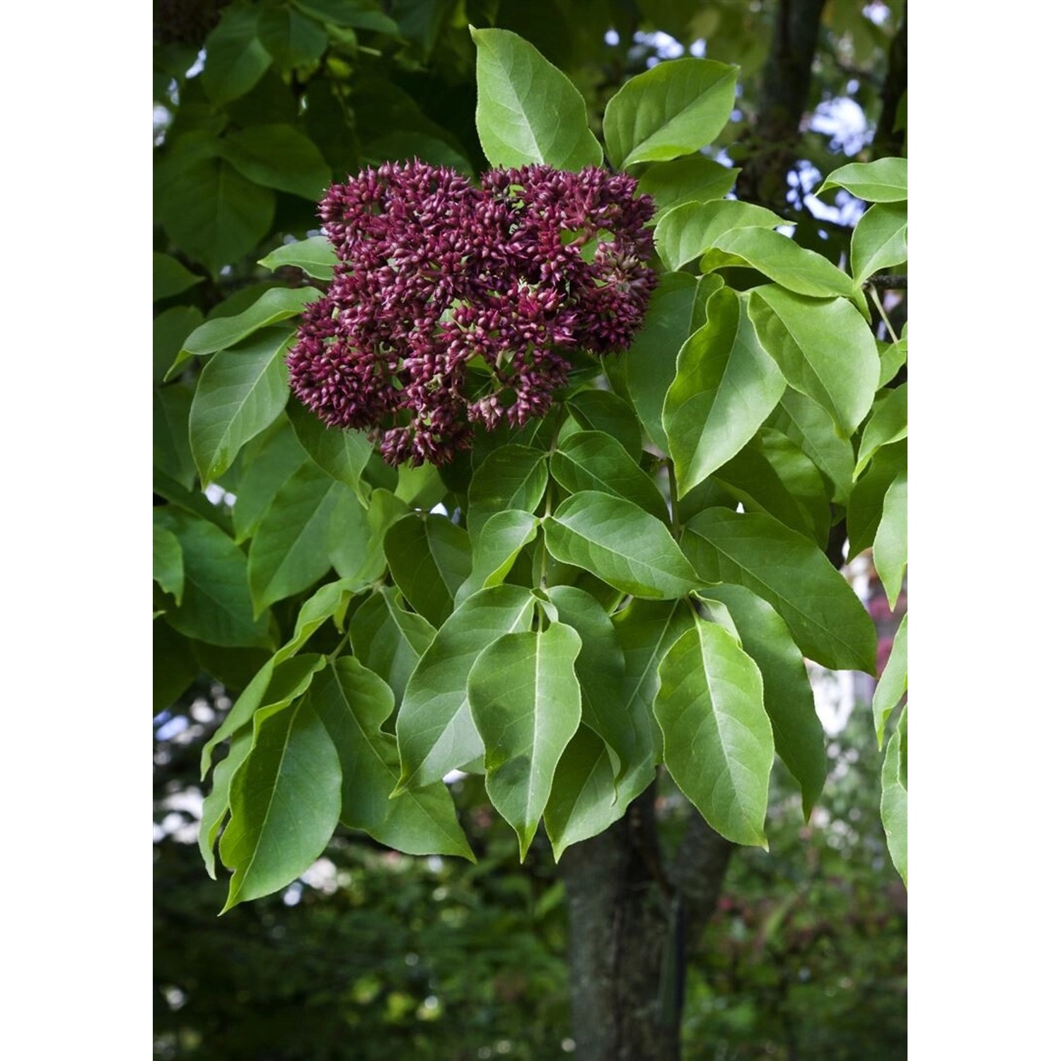 Tetradium Daniellii Bienenbaum 80–100 cm Bienenfreundlich günstig online kaufen