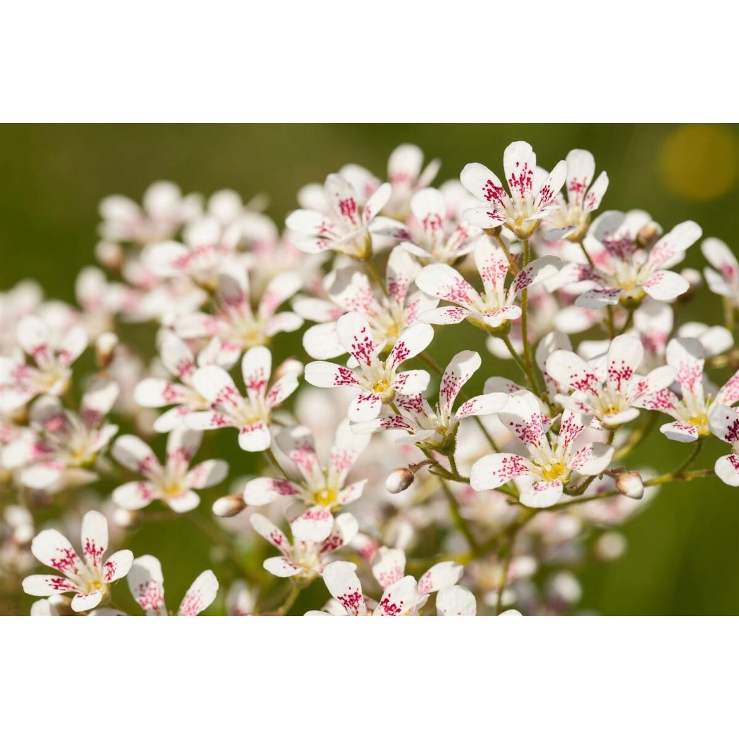 Saxifraga Cotyledon Southside Seedling Steinbrech Ca. 9x9 cm Topf günstig online kaufen
