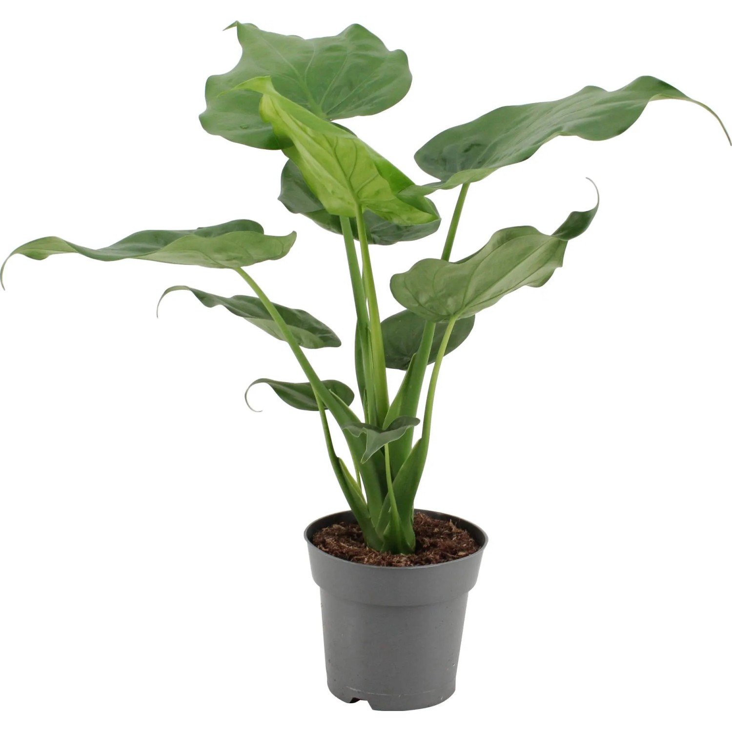 Alocasia kaufen bei OBI