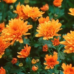 Nahaufnahme der Winteraster 'Bronzeteppich' (Chrysanthemum Indicum) mit orangefarbenen Blüten.