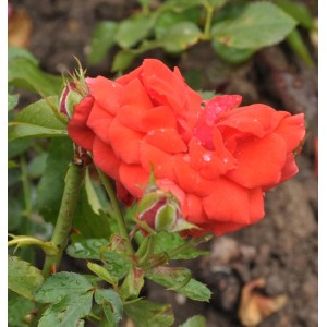 Nahaufnahme einer orangefarbenen Floribundarose Meteor mit grünen Blättern und Knospen.